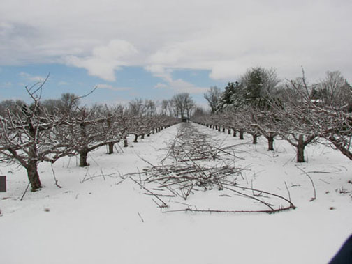 A picture of the Orchard in winter
