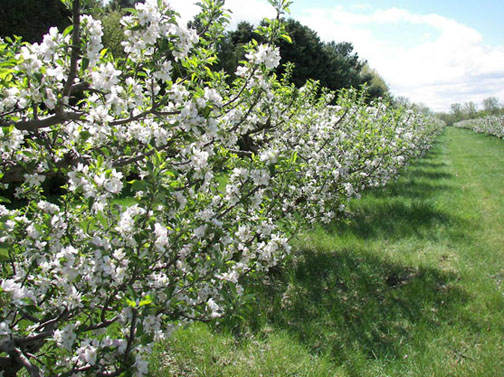 A picture of some apple blossoms