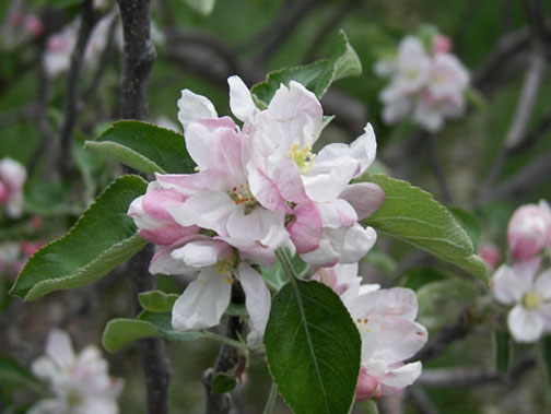 A picture of some apple blossoms