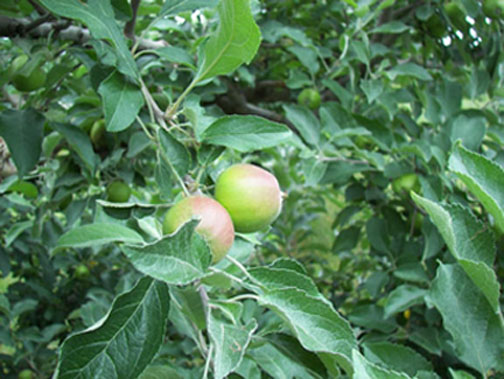 A picture of some apples on a tree