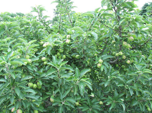 A picture of some apple trees